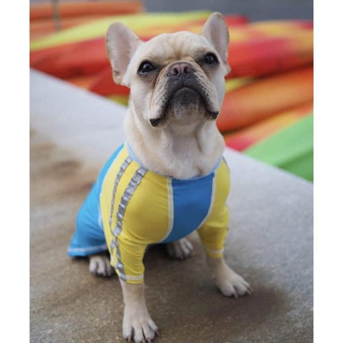 Can You Put Human Sunscreen On Dogs